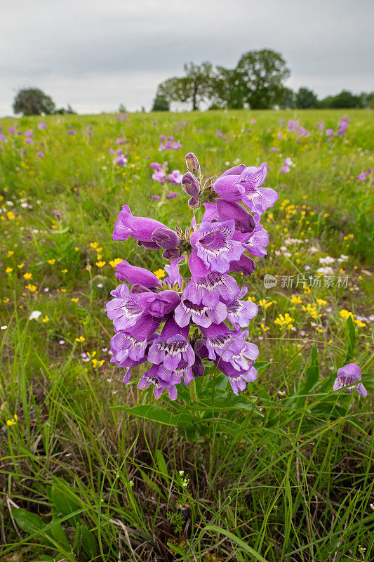 紫须舌(Penstamen cobea)，和扩张膀胱足(Lesquerella gracilis)，伊达贝尔，俄克拉何马州机场草原。